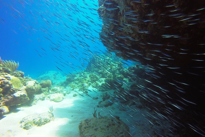 Two-Tank Dive for Certified Diving in St Thomas - The first session and a relaxed surface interval