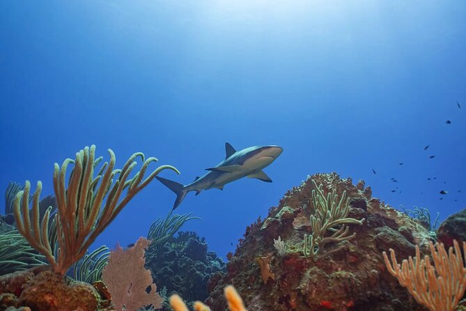 Two-Tank Morning Dive Trip for Certified Divers - What you might see at St. John’s reef sites