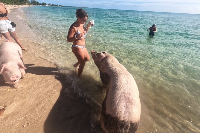 Ultimate SeaXscape Pigs/Turtles/Snorkel/Lunch/Drinks/PU/DO - The best parts of the day at a glance