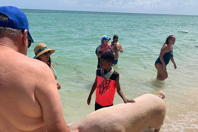 Ultimate SeaXscape Pigs/Turtles/Snorkel/Lunch/Drinks/PU/DO - Is $199 a fair price?