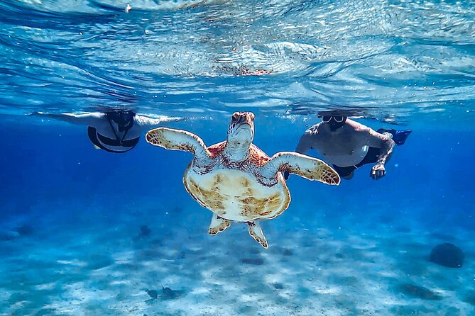 VIP Private Snorkeling Tour with Underwater Photos - Reading the reef with Kirsten, Marco, Saskia, or Willy