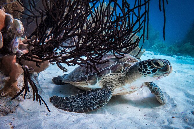 VIP Private Snorkeling Tour with Underwater Photos - Who will enjoy this most