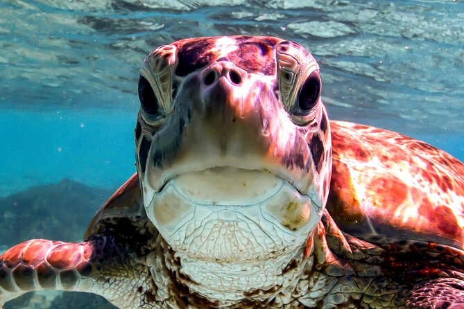 VIP Private Snorkeling Tour with Underwater Photos - Pickup, meeting points, and flexible timing