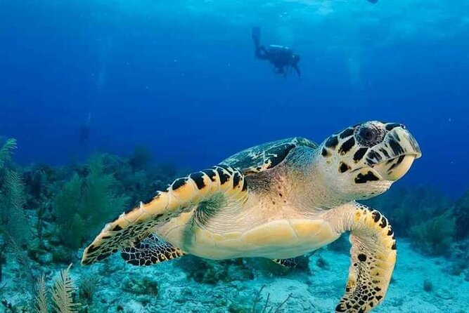 Visit the Cousteau Reserve By Boat Without a License - Key points to know before you book