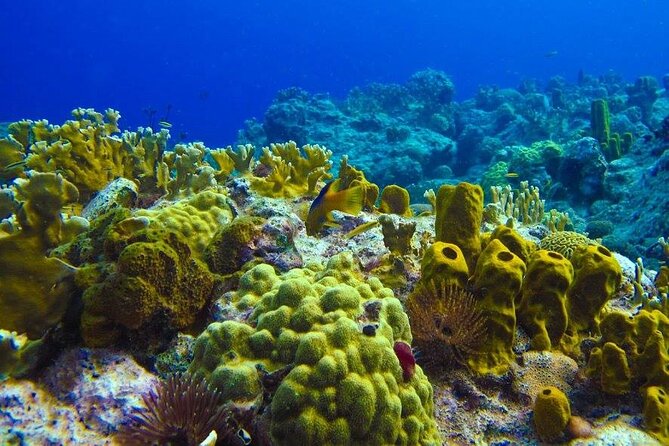 Visit the Cousteau Reserve By Boat Without a License - Pigeon Islands and the Turtle Garden