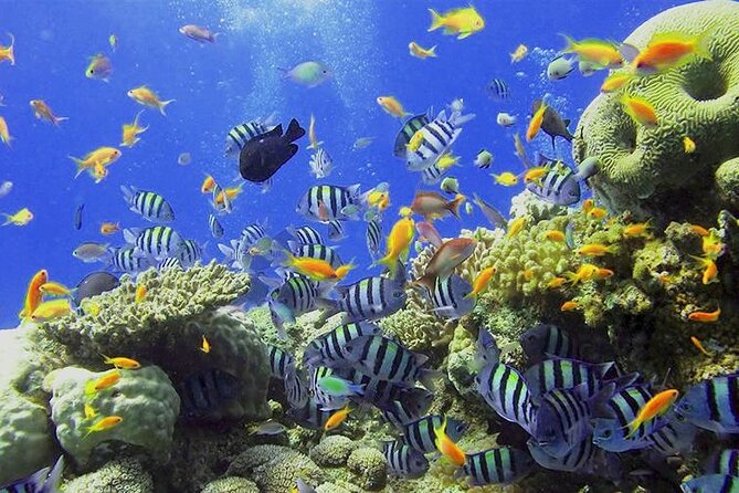 Visit the Cousteau Reserve By Boat Without a License - The first snorkeling stops arrive within 10 to 20 minutes