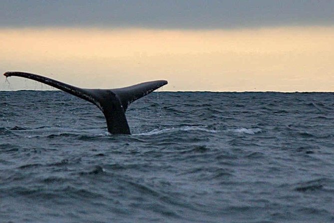 Waitukubuli Dolphin and Whale Watch in Dominica - Key points at a glance
