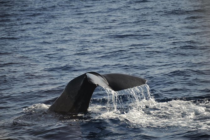 Waitukubuli Dolphin and Whale Watch in Dominica - Meeting near Roseau and getting on the boat