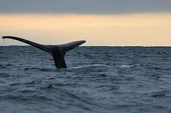 Waitukubuli Dolphin and Whale Watch in Dominica - The main event: sperm whales, dolphins, and whale behavior
