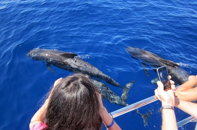 Waitukubuli Dolphin and Whale Watch in Dominica - Why some trips feel slow