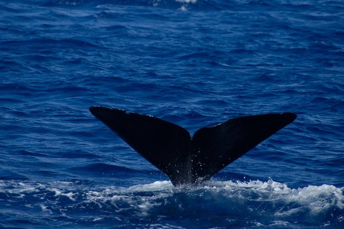 Waitukubuli Dolphin and Whale Watch in Dominica - The last stretch and return to Roseau