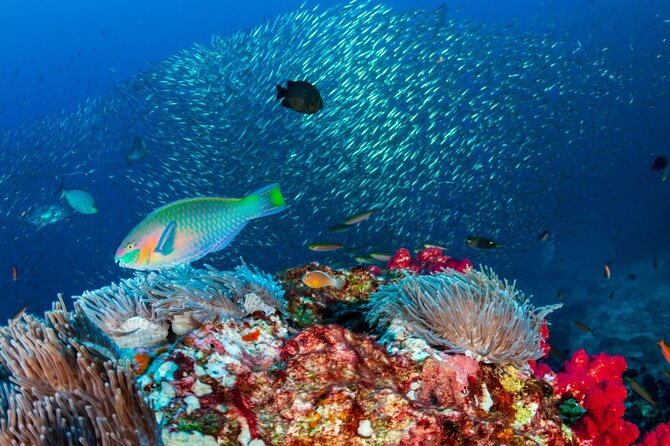 Waitukubuli Volcano Snorkeling - Who should book this outing