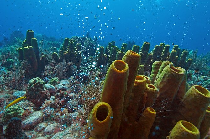 Waitukubuli Volcano Snorkeling - Timing, weather, and possible changes