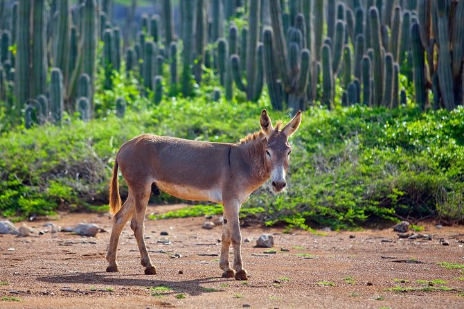 Washington Slagbaai National Park Tour in Bonaire - Wildlife, plants, and coastal views