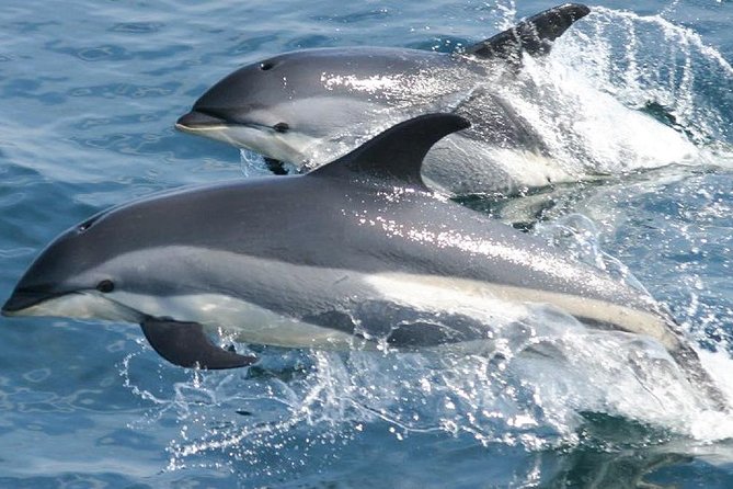 Whale Watching and Dolphin Spotting Cruise - The northern coast is part of the experience