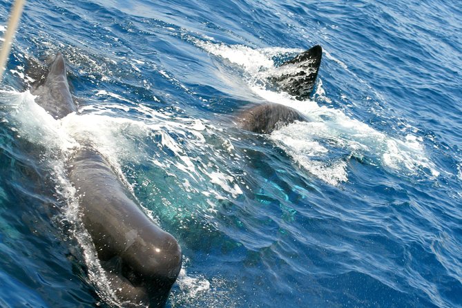 Whale Watching and Dolphin Spotting Cruise - Drinks, seating, and what to pack