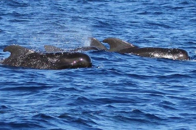 Whale Watching and Dolphin Spotting Cruise - A realistic look at the success rate